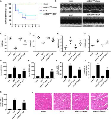 Inhibiting miR-22 Alleviates Cardiac Dysfunction by Regulating Sirt1 in Septic Cardiomyopathy